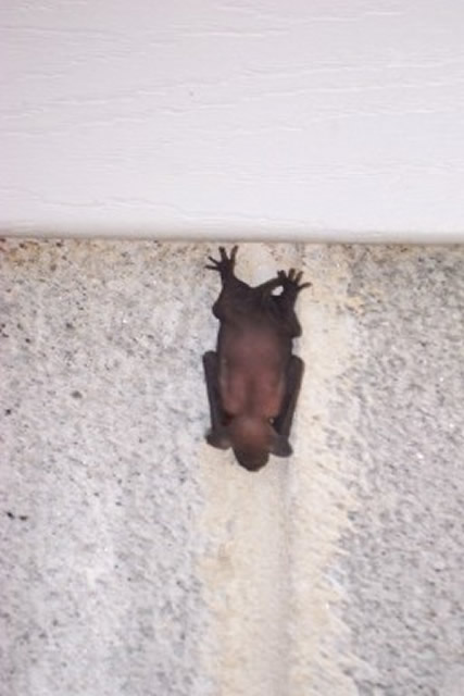 Allstate Animal Control, bat hanging on wall